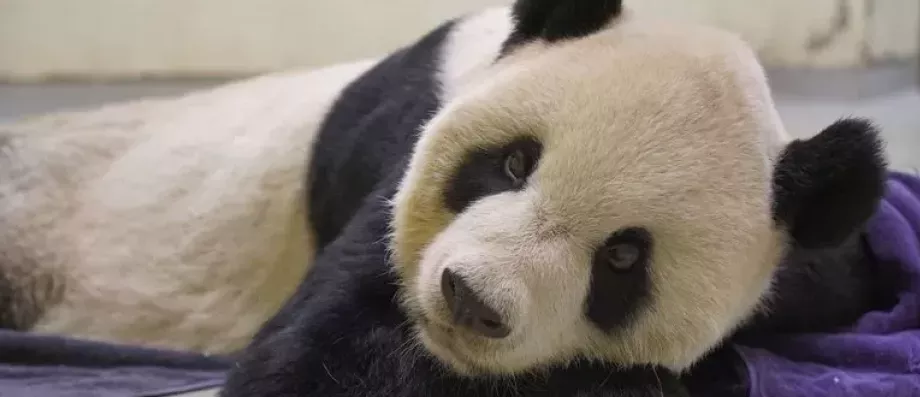Taïwan reçoit en cadeau les pandas chinois de la réconciliation
